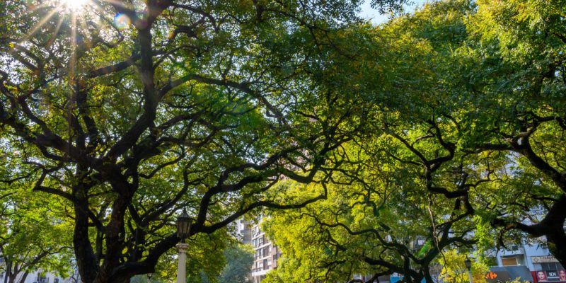 Las Tipas De La Cañada Son Patrimonio Natural Urbano De La Ciudad