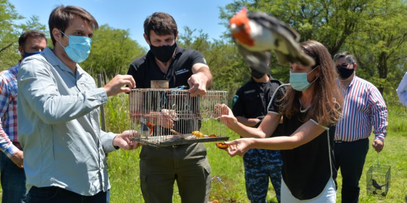 Liberan Más De 40 Aves Provenientes Del Tráfico Ilegal Y Mascotismo