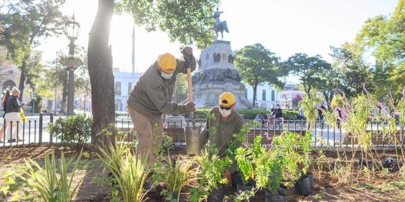 Colocan 5.000 Plantas Y Plantines En Plaza San Martín