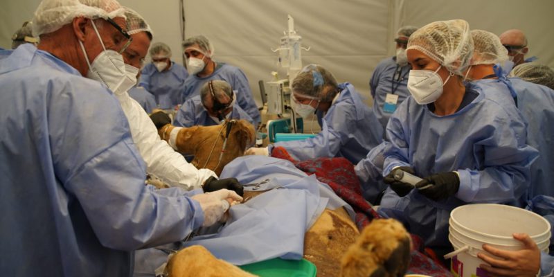 Treinta Médicos Veterinarios Realizaron Un Chequeo Integral Al León Del Parque De La Biodiversidad