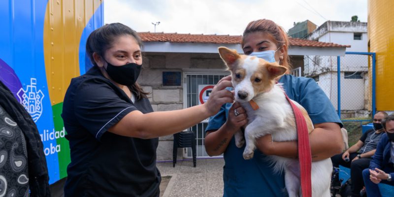 Plan De Castración De Mascotas: Ya Se Sumaron 50 Veterinarias