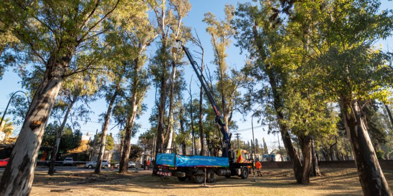 Tras 10 Años, Vuelve La Poda En árboles De Hasta 40 Metros De Altura