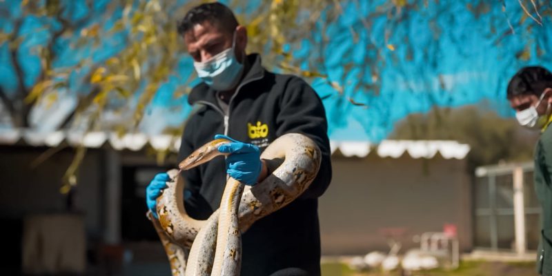 Una Cría De Yacaré Y Dos Pitones Asiáticas Se Recuperan En El Parque De La Biodiversidad