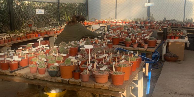 Una Colección De Plantas Suculentas Es El Nuevo Atractivo Recuperado Del Jardín Botánico De La Ciudad