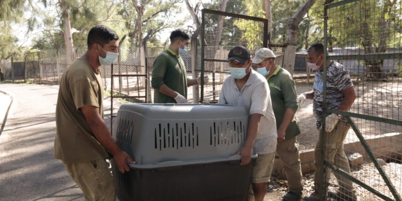 Trasladan A 35 Animales Del Ex Zoológico Al Parque Ecológico Urbano De Río Cuarto