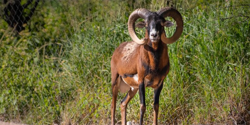 Trasladan Ocho Muflones De Córcega Del Parque De La Biodiversidad Al Centro De Rescate Tatú Carreta