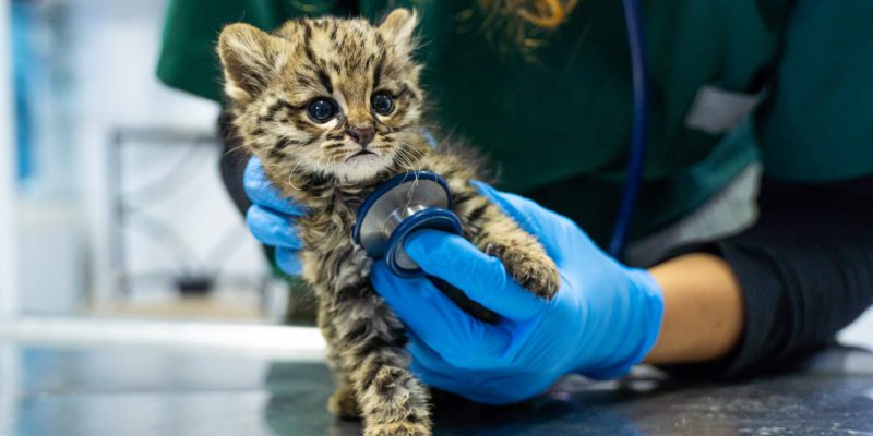 Dos Gatos Monteses Rescatados Son Cuidados En El Parque De La Biodiversidad
