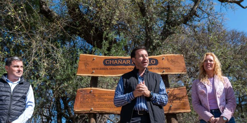 El “Chañar abuelo” de la Reserva San Martín se incorpora al patrimonio natural urbano de la ciudad